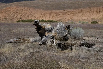 DSC_2283 (Large).JPG